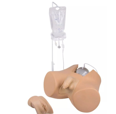 Catheterization trainer with male genital insert 'Henri' and female genital insert 'Florence'